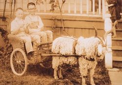 Shelley boys in a goat cart