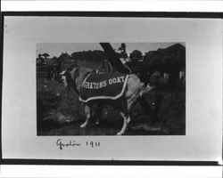 Graton's goat, Graton, California, 1911