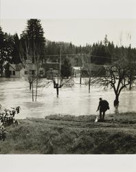 Flooding along Russian River, First Street, Guerneville, California, March 1940