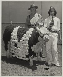 Sandra Pronzini and her 4H Champion Polled Hereford steer at the Sonoma County Fair, Santa Rosa, California, 1958