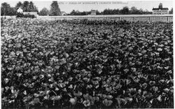 Field of Burbank's Crimson eschscholtzia