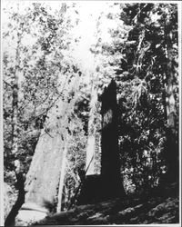 Felling a giant redwood