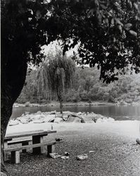 View of Lake Ralphine and picnic area, Santa Rosa, California, 1980s