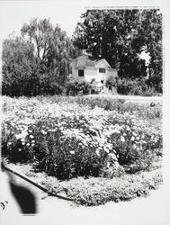 Field of daisies and Burbank's carriage house