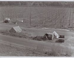 Hop picking camp near Wohler Road, Healdsburg, California, in the 1920s