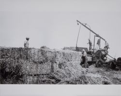 Farmhands and hay baler on the Volkerts ranch and dairy, Two Rock, California, 1940s