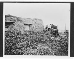 Cows grazing in the ruins of the Old Adobe, Petaluma, California, 1902