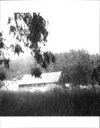 Timbered salt box type building on farm about 5 miles above Fort Ross, California, July 1949