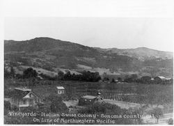 Vineyards, Italian Swiss Colony, Sonoma County, Cal., on line of Northwestern Pacific