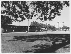 People playing baseball at Healdsburg parks