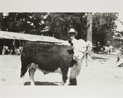 Bill King with his Hereford steer at the Sonoma County Fair, Santa Rosa, California, 1954