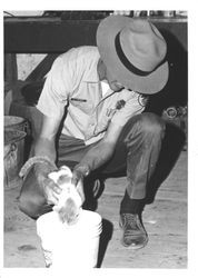 Park ranger feeding a cat milk at the Old Adobe, Petaluma, California, about 1968