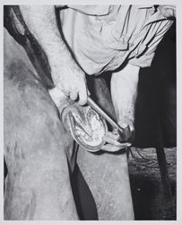 Tom Campbell nails new shoe to horse's hoof at the Sonoma County Fair Racetrack, Santa Rosa, California