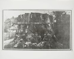 Stump of a redwood giant