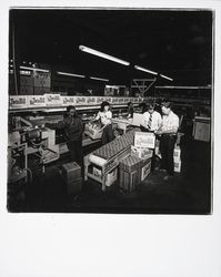 Unpacking Twin Hill apples at the Sebastopol Cooperative Cannery, Sebastopol, California, 1978