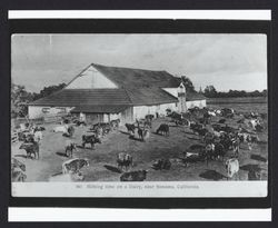 Milking time on a dairy, near Sonoma, California