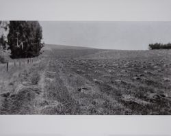 Farmhand and hay mower on the Volkerts ranch and dairy, Two Rock, California, 1940s