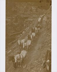 Horse team pulling logs, Guerneville, California, about 1900