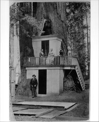 Playhouse built into the base of a redwood tree