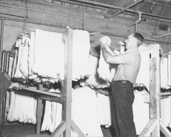 Sunset Line and Twine's dyemaster Joseph Gianelli with colored nylon line, Petaluma, California, 1955