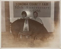 Champion Duroc sow at the Sonoma County Fair, Santa Rosa, California, 1986