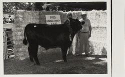 Robert Muelrath and his FFA Reserve Grand Champion steer at the Sonoma County Fair, Santa Rosa, California, 1985