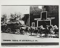 Tanbark teams at Geyserville, California