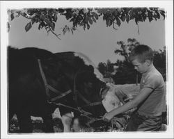 Alan Mahoney with his Herefords, Amos, Andy, and Kingfish, Petaluma, California, 1955