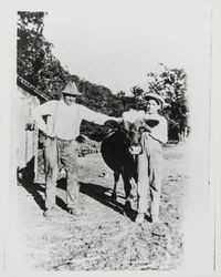 William A. Powell and son Ed with cow