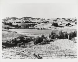 Dairy pond near Petaluma