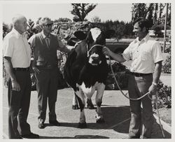 Tom Nunes shows Holstein to fair officials at the Sonoma County Fair, Santa Rosa, California, 1975
