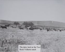 Dairy herd at the Two Rock Volkerts ranch