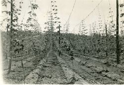 Hop field near Healdsburg, California, July 15, 1938