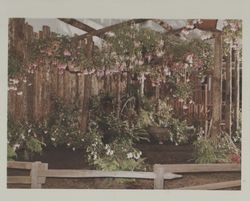 Fuchsia display at the Hall of Flowers at the Sonoma County Fair, Santa Rosa, California