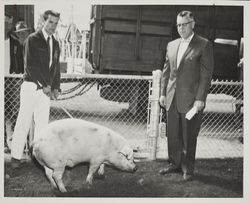 Jerome Davis with his hog at the Sonoma County Fair, Santa Rosa, California, July 27, 1958