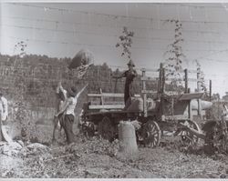 Tossing the hop bags near Wohler Road, Healdsburg, California, in the 1920s