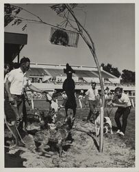 Coon dogs on Farmers' Day at the Sonoma County Fair, Santa Rosa, California, July 19, 1964