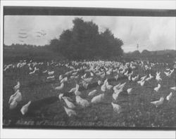 Acres of pullets Petaluma, California