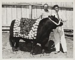 Fred Smith with his Champion Angus steer at the Sonoma County Fair, Santa Rosa, California, July 31, 1961