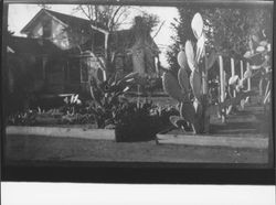 Burbank's spineless cactus growing in a Penngrove, California, garden, , about 1910