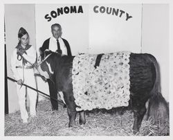4H Champion steer at the Sonoma County Fair, Santa Rosa, California