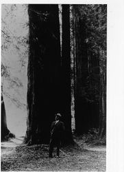 Man dwarfed by Armstrong Woods redwoods