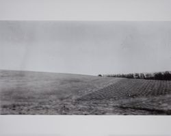 Hay field on the Volkerts ranch and dairy, Two Rock, California, 1940s