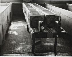 Row of hoops containing pressed cheeses at the Petaluma Cooperative Creamery, about 1955