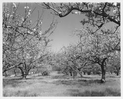 Apple orchard in bloom