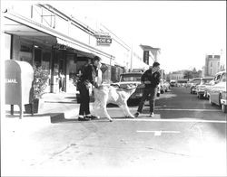 Two boys trying to get a calf across Kentucky Street, Petaluma, California, 1962