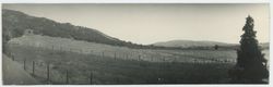 Hay field in Bennett Valley