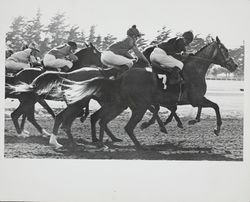 Horses leaping from starting gate at the Sonoma County Fair Racetrack, Santa Rosa, California