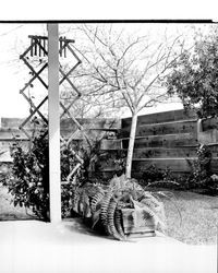 Garden areas at homes in Larkfield Maples housing development