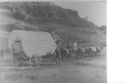 Covered wagon drawn by oxen